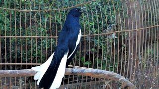 Hót Đấu Kích Trống Căng Lửa || Luyện Giọng Chòe Than || Kacer | Kích Choè Than Hót