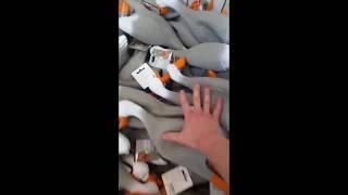 it is wednesday my ducks [kinda loud]