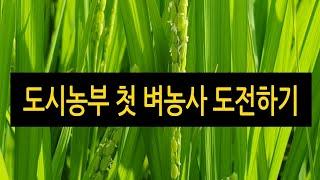 도시농부 첫 벼농사 도전 - 벼이삭패기(Urban farmer's first rice farming challenge -  ear of rice)