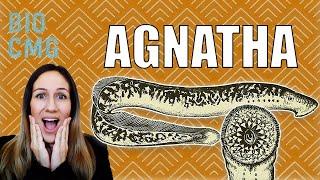 "Agnatha" - Classificação e biologia das lampreias e feiticeiras (peixes agnatos - sem maxilas)