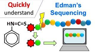 Edman degradation | Edman Sequencing