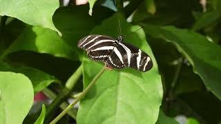 BUTTERFLY PAVILION: COLORADO - Zebra Longwing (Heliconius charithonia) - a longwing butterfly