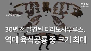 30년 전 발견된 티라노사우루스, 역대 육식공룡 중 크기 최대 / YTN 사이언스