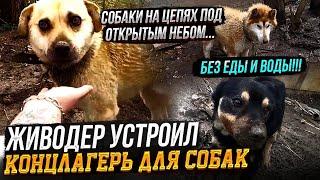 Собак содержат в жутких условиях, без еды и воды... Собаки обречены.