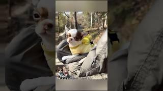 #shots#The little baby dog ​​is so cute#pets#Look where this dog is being taken#funny#shortsfeed