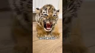 猫竟是纯阳之体？养猫=养镇宅神兽‼️ #新手养猫﻿ ﻿#养猫经验分享﻿ ﻿#猫咪冷知识﻿ ﻿#科学养猫﻿ ﻿#养猫知识﻿ ﻿#黑猫﻿ ﻿#养猫干货﻿ ﻿#铲屎官必看﻿ ﻿ #貓咪 #cat