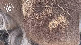 Tip Tuesday - Shot Placement On An Aoudad