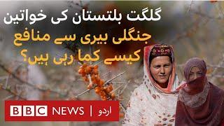 Gilgit-Baltistan- Sea buckthorn farming provides women a business opportunity ********* - BBC URDU