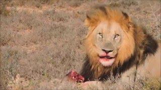 Lion bites off Warthogs head