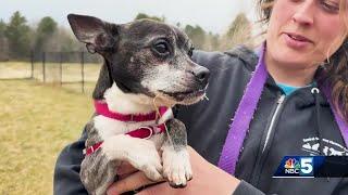 Vermont's real-life 'Homeward Bound' trio in need of forever home