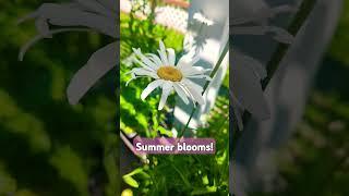Aster, Daisy, Lillies, and Amaranth!