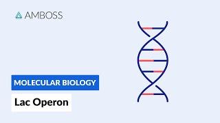 Prokaryotic Gene Regulation: Lac Operon