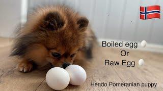 Funny and cute Pomeranian Hendo got 1 boiled & 1 raw egg What will he choose?