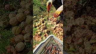 대목용 개복숭아 씨앗 과육분리작업