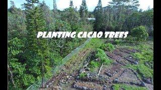 Planting Cacao Trees on Hawaii Island