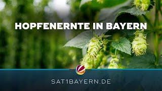 Hopfenernte in Bayern: Hallertau mit positiver Bilanz