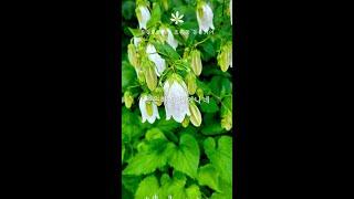 초롱꽃 등불되어 (Campanula Punctata) - 꽃님 Kkot Nim