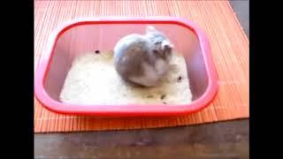 hamster bath