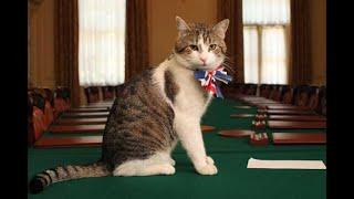 Chief Mouser - The Downing Street Cats