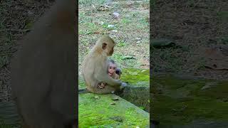 Best Clip Of Monkey Real Life, Rainbow action makes Luno baby l/ose attention. Lovely Baby Luno...