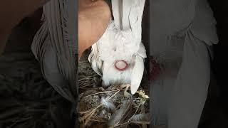 Kabootar ki video || Pigeon video || Kabootar video || Kabootar ||Kabootar ki videos #Shorts