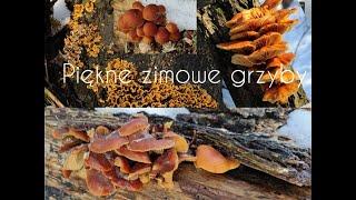 Piękne zimowe grzyby