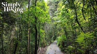 A Gentle Rainforest Walk in the Rain | Rainy White Noise | 4k Virtual Hike