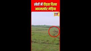 Wolf Attack in Bahraich : कैमरे में दौड़ता दिखा आदमखोर भेड़िया | Bhediya | UP News | N18S | #shorts