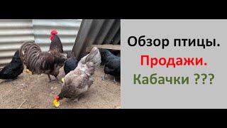 Домашняя птица. Корм .Содержание. Кабачки ???  Продажа. Куры,  индюки. Наш опыт.