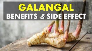 Galangal Benefits and Side Effects, Source of Antioxidants and Fight Inflammation