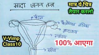 Mada janan tantra | Female reproductive system class 10 biology मादा जनन तंत्र | Class 10th diagram