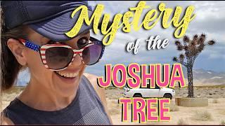 Mysterious Man-Made Joshua Tree  in the Middle of Nowhere in the Mojave Desert