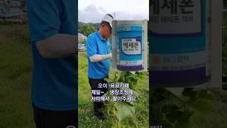 오이가 안달려요? 묘 구입시 주의사항!