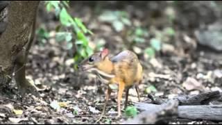 Meet the smallest deer in the world