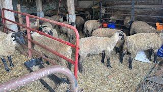 Lambs Busted Out Of Their Pen!