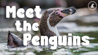 EP 3 | Peak Wildlife Park Diaries | MEET THE PENGUINS