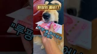 루팡을 뛰어넘는 견팡!!!#funny