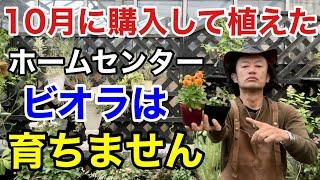 【お気を付けください】ホームセンターで買ったビオラを5倍大きく育てる方法教えます　　　　　　【カーメン君】【園芸】【ガーデニング】【初心者】