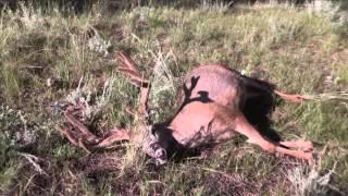 Hollywood Hunter - Field Goal For Mule Deer