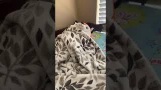 Fox the gamer boy wakes up sees his little sister