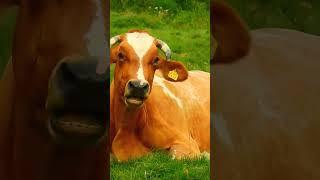 #funnyanimalsounds #animalssounds #funny #cow #animals #cat #goat #animal #funnyanimal #cute