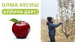 ОЛМА КЕСИШ БЎЙИЧА 1 СОАТЛИК КОНСУЛЬТАЦИЯ!