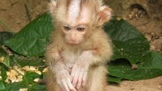 Day by day, monkey cheko began to be strong in his life, he began to live well with nature