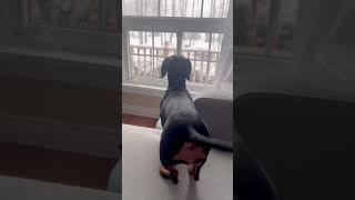 Short legs,long back #influencer #doxie #dachshund #contentcreator #novascotia #dogvideos #wienerdog