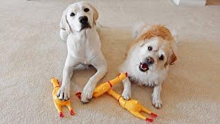 My Puppy and Dog React To Rubber Chickens!