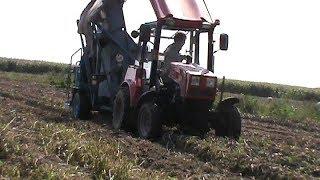 cleaning potatoes in Belarus