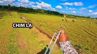 ĐI SĂN BẰNG NÁ CAO SU Tập 162 | Shoot the flying trigger with a slingshot