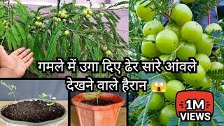 How To Grow Lots Of Amla Fruits In Pot From Seed Grafting Air layering | 1 Gamle Me Ugae Dheron Amla