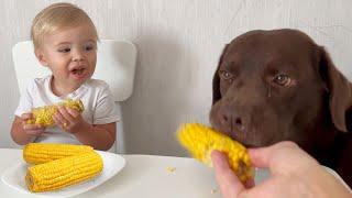 Cute Moment! Baby Reacts to Dog Eating Corn for the First Time!