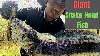 How to Catch Giant Snake-Head Fish in Cambodia